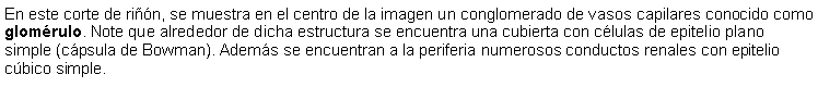 Cuadro de texto: En este corte de rin, se muestra en el centro de la imagen un conglomerado de vasos capilares conocido como glomrulo. Note que alrededor de dicha estructura se encuentra una cubierta con clulas de epitelio plano simple (cpsula de Bowman). Adems se encuentran a la periferia numerosos conductos renales con epitelio cbico simple. 