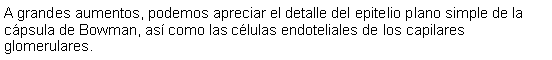 Cuadro de texto: A grandes aumentos, podemos apreciar el detalle del epitelio plano simple de la cpsula de Bowman, as como las clulas endoteliales de los capilares glomerulares. 