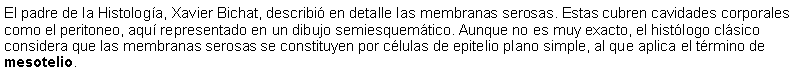 Cuadro de texto: El padre de la Histología, Xavier Bichat, describió en detalle las membranas serosas. Estas cubren cavidades corporales como el peritoneo, aquí representado en un dibujo semiesquemático. Aunque no es muy exacto, el histólogo clásico considera que las membranas serosas se constituyen por células de epitelio plano simple, al que aplica el término de mesotelio. 
