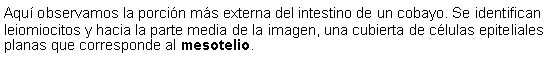 Cuadro de texto: Aqu observamos la porcin ms externa del intestino de un cobayo. Se identifican leiomiocitos y hacia la parte media de la imagen, una cubierta de clulas epiteliales planas que corresponde al mesotelio.  