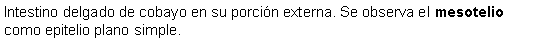 Cuadro de texto: Intestino delgado de cobayo en su porcin externa. Se observa el mesotelio como epitelio plano simple. 