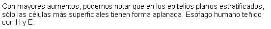 Cuadro de texto: Con mayores aumentos, podemos notar que en los epitelios planos estratificados, slo las clulas ms superficiales tienen forma aplanada. Esfago humano teido con H y E. 