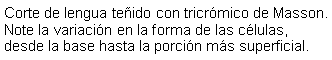 Cuadro de texto: Corte de lengua teido con tricrmico de Masson. Note la variacin en la forma de las clulas, desde la base hasta la porcin ms superficial. 