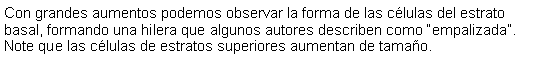 Cuadro de texto: Con grandes aumentos podemos observar la forma de las clulas del estrato basal, formando una hilera que algunos autores describen como empalizada. Note que las clulas de estratos superiores aumentan de tamao.