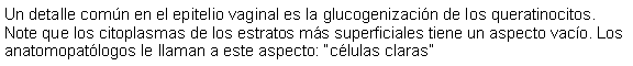 Cuadro de texto: Un detalle comn en el epitelio vaginal es la glucogenizacin de los queratinocitos. Note que los citoplasmas de los estratos ms superficiales tiene un aspecto vaco. Los anatomopatlogos le llaman a este aspecto: clulas claras