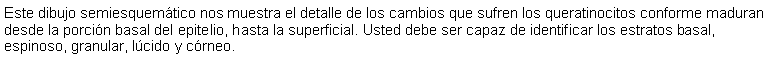 Cuadro de texto: Este dibujo semiesquemtico nos muestra el detalle de los cambios que sufren los queratinocitos conforme maduran desde la porcin basal del epitelio, hasta la superficial. Usted debe ser capaz de identificar los estratos basal, espinoso, granular, lcido y crneo.  