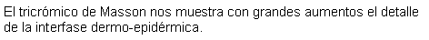 Cuadro de texto: El tricrmico de Masson nos muestra con grandes aumentos el detalle de la interfase dermo-epidrmica. 