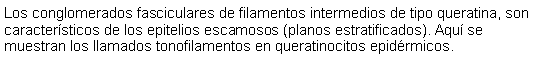 Cuadro de texto: Los conglomerados fasciculares de filamentos intermedios de tipo queratina, son caractersticos de los epitelios escamosos (planos estratificados). Aqu se muestran los llamados tonofilamentos en queratinocitos epidrmicos. 