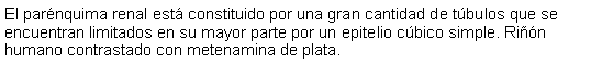 Cuadro de texto: El parnquima renal est constituido por una gran cantidad de tbulos que se encuentran limitados en su mayor parte por un epitelio cbico simple. Rin humano contrastado con metenamina de plata. 