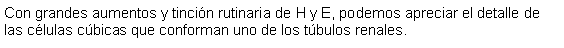 Cuadro de texto: Con grandes aumentos y tincin rutinaria de H y E, podemos apreciar el detalle de las clulas cbicas que conforman uno de los tbulos renales. 