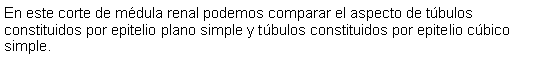 Cuadro de texto: En este corte de mdula renal podemos comparar el aspecto de tbulos constituidos por epitelio plano simple y tbulos constituidos por epitelio cbico simple.  