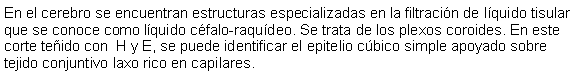 Cuadro de texto: En el cerebro se encuentran estructuras especializadas en la filtracin de lquido tisular que se conoce como lquido cfalo-raqudeo. Se trata de los plexos coroides. En este corte teido con  H y E, se puede identificar el epitelio cbico simple apoyado sobre tejido conjuntivo laxo rico en capilares. 