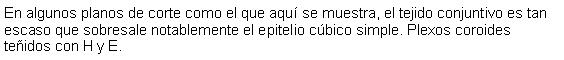 Cuadro de texto: En algunos planos de corte como el que aqu se muestra, el tejido conjuntivo es tan escaso que sobresale notablemente el epitelio cbico simple. Plexos coroides teidos con H y E. 