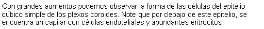 Cuadro de texto: Con grandes aumentos podemos observar la forma de las clulas del epitelio cbico simple de los plexos coroides. Note que por debajo de este epitelio, se encuentra un capilar con clulas endoteliales y abundantes eritrocitos. 