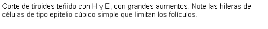 Cuadro de texto: Corte de tiroides teido con H y E, con grandes aumentos. Note las hileras de clulas de tipo epitelio cbico simple que limitan los folculos.