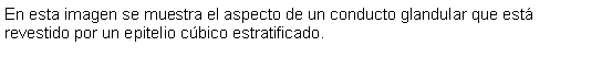 Cuadro de texto: En esta imagen se muestra el aspecto de un conducto glandular que est revestido por un epitelio cbico estratificado. 