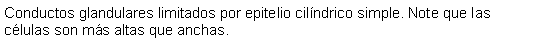 Cuadro de texto: Conductos glandulares limitados por epitelio cilndrico simple. Note que las clulas son ms altas que anchas. 