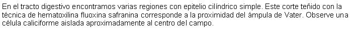 Cuadro de texto: En el tracto digestivo encontramos varias regiones con epitelio cilndrico simple. Este corte teido con la tcnica de hematoxilina fluoxina safranina corresponde a la proximidad del mpula de Vater. Observe una clula caliciforme aislada aproximadamente al centro del campo. 