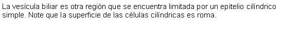 Cuadro de texto: La vescula biliar es otra regin que se encuentra limitada por un epitelio cilndrico simple. Note que la superficie de las clulas cilndricas es roma. 