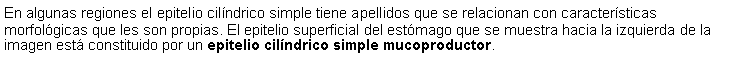 Cuadro de texto: En algunas regiones el epitelio cilndrico simple tiene apellidos que se relacionan con caractersticas morfolgicas que les son propias. El epitelio superficial del estmago que se muestra hacia la izquierda de la imagen est constituido por un epitelio cilndrico simple mucoproductor. 