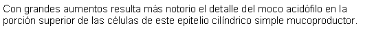 Cuadro de texto: Con grandes aumentos resulta ms notorio el detalle del moco acidfilo en la porcin superior de las clulas de este epitelio cilndrico simple mucoproductor. 