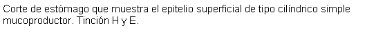 Cuadro de texto: Corte de estmago que muestra el epitelio superficial de tipo cilndrico simple mucoproductor. Tincin H y E. 