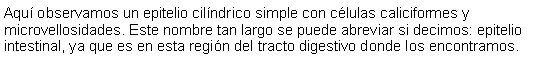 Cuadro de texto: Aqu observamos un epitelio cilndrico simple con clulas caliciformes y microvellosidades. Este nombre tan largo se puede abreviar si decimos: epitelio intestinal, ya que es en esta regin del tracto digestivo donde los encontramos. 