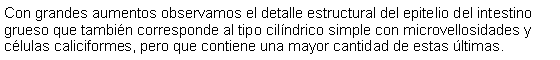 Cuadro de texto: Con grandes aumentos observamos el detalle estructural del epitelio del intestino grueso que tambin corresponde al tipo cilndrico simple con microvellosidades y clulas caliciformes, pero que contiene una mayor cantidad de estas ltimas. 