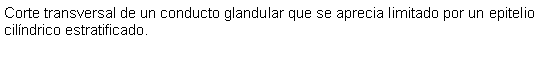 Cuadro de texto: Corte transversal de un conducto glandular que se aprecia limitado por un epitelio cilndrico estratificado. 