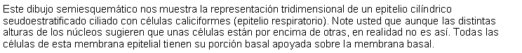 Cuadro de texto: Este dibujo semiesquemtico nos muestra la representacin tridimensional de un epitelio cilndrico seudoestratificado ciliado con clulas caliciformes (epitelio respiratorio). Note usted que aunque las distintas alturas de los ncleos sugieren que unas clulas estn por encima de otras, en realidad no es as. Todas las clulas de esta membrana epitelial tienen su porcin basal apoyada sobre la membrana basal. 