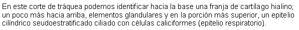 Cuadro de texto: En este corte de trquea podemos identificar hacia la base una franja de cartlago hialino; un poco ms hacia arriba, elementos glandulares y en la porcin ms superior, un epitelio cilndrico seudoestratificado ciliado con clulas caliciformes (epitelio respiratorio).