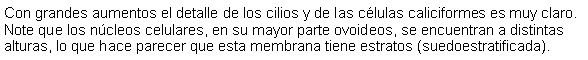 Cuadro de texto: Con grandes aumentos el detalle de los cilios y de las clulas caliciformes es muy claro. Note que los ncleos celulares, en su mayor parte ovoideos, se encuentran a distintas alturas, lo que hace parecer que esta membrana tiene estratos (suedoestratificada).