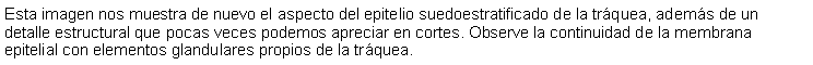 Cuadro de texto: Esta imagen nos muestra de nuevo el aspecto del epitelio suedoestratificado de la trquea, adems de un detalle estructural que pocas veces podemos apreciar en cortes. Observe la continuidad de la membrana epitelial con elementos glandulares propios de la trquea.  