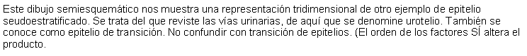 Cuadro de texto: Este dibujo semiesquemtico nos muestra una representacin tridimensional de otro ejemplo de epitelio seudoestratificado. Se trata del que reviste las vas urinarias, de aqu que se denomine urotelio. Tambin se conoce como epitelio de transicin. No confundir con transicin de epitelios. (El orden de los factores S altera el producto.  