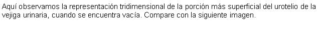 Cuadro de texto: Aquí observamos la representación tridimensional de la porción más superficial del urotelio de la vejiga urinaria, cuando se encuentra vacía. Compare con la siguiente imagen. 
