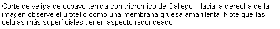 Cuadro de texto: Corte de vejiga de cobayo teida con tricrmico de Gallego. Hacia la derecha de la imagen observe el urotelio como una membrana gruesa amarillenta. Note que las clulas ms superficiales tienen aspecto redondeado.  