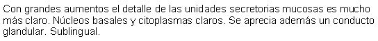 Cuadro de texto: Con grandes aumentos el detalle de las unidades secretorias mucosas es mucho ms claro. Ncleos basales y citoplasmas claros. Se aprecia adems un conducto glandular. Sublingual. 