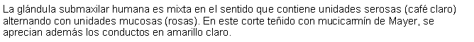 Cuadro de texto: La glndula submaxilar humana es mixta en el sentido que contiene unidades serosas (caf claro) alternando con unidades mucosas (rosas). En este corte teido con mucicarmn de Mayer, se aprecian adems los conductos en amarillo claro.