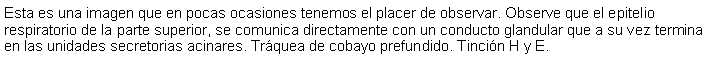 Cuadro de texto: Esta es una imagen que en pocas ocasiones tenemos el placer de observar. Observe que el epitelio respiratorio de la parte superior, se comunica directamente con un conducto glandular que a su vez termina en las unidades secretorias acinares. Tráquea de cobayo prefundido. Tinción H y E.
