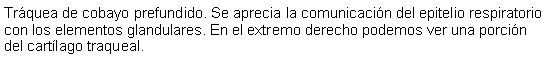 Cuadro de texto: Trquea de cobayo prefundido. Se aprecia la comunicacin del epitelio respiratorio con los elementos glandulares. En el extremo derecho podemos ver una porcin del cartlago traqueal. 