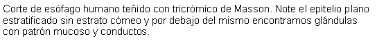 Cuadro de texto: Corte de esfago humano teido con tricrmico de Masson. Note el epitelio plano estratificado sin estrato crneo y por debajo del mismo encontramos glndulas con patrn mucoso y conductos.