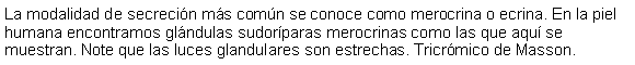 Cuadro de texto: La modalidad de secrecin ms comn se conoce como merocrina o ecrina. En la piel humana encontramos glndulas sudorparas merocrinas como las que aqu se muestran. Note que las luces glandulares son estrechas. Tricrmico de Masson. 