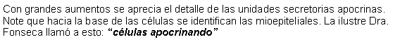Cuadro de texto: Con grandes aumentos se aprecia el detalle de las unidades secretorias apocrinas. Note que hacia la base de las clulas se identifican las mioepiteliales. La ilustre Dra. Fonseca llam a esto: clulas apocrinando