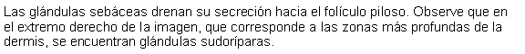 Cuadro de texto: Las glndulas sebceas drenan su secrecin hacia el folculo piloso. Observe que en el extremo derecho de la imagen, que corresponde a las zonas ms profundas de la dermis, se encuentran glndulas sudorparas.
