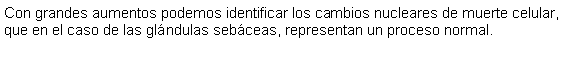 Cuadro de texto: Con grandes aumentos podemos identificar los cambios nucleares de muerte celular, que en el caso de las glndulas sebceas, representan un proceso normal. 