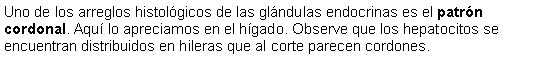 Cuadro de texto: Uno de los arreglos histolgicos de las glndulas endocrinas es el patrn cordonal. Aqu lo apreciamos en el hgado. Observe que los hepatocitos se encuentran distribuidos en hileras que al corte parecen cordones.