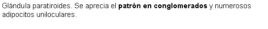 Cuadro de texto: Glndula paratiroides. Se aprecia el patrn en conglomerados y numerosos adipocitos uniloculares.