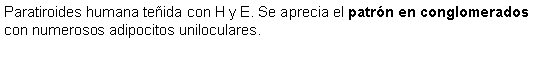 Cuadro de texto: Paratiroides humana teida con H y E. Se aprecia el patrn en conglomerados con numerosos adipocitos uniloculares.