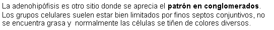 Cuadro de texto: La adenohipfisis es otro sitio donde se aprecia el patrn en conglomerados. Los grupos celulares suelen estar bien limitados por finos septos conjuntivos, no se encuentra grasa y  normalmente las clulas se tien de colores diversos.