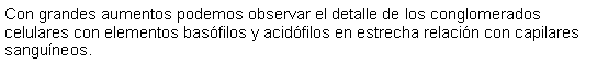 Cuadro de texto: Con grandes aumentos podemos observar el detalle de los conglomerados celulares con elementos basfilos y acidfilos en estrecha relacin con capilares sanguneos. 